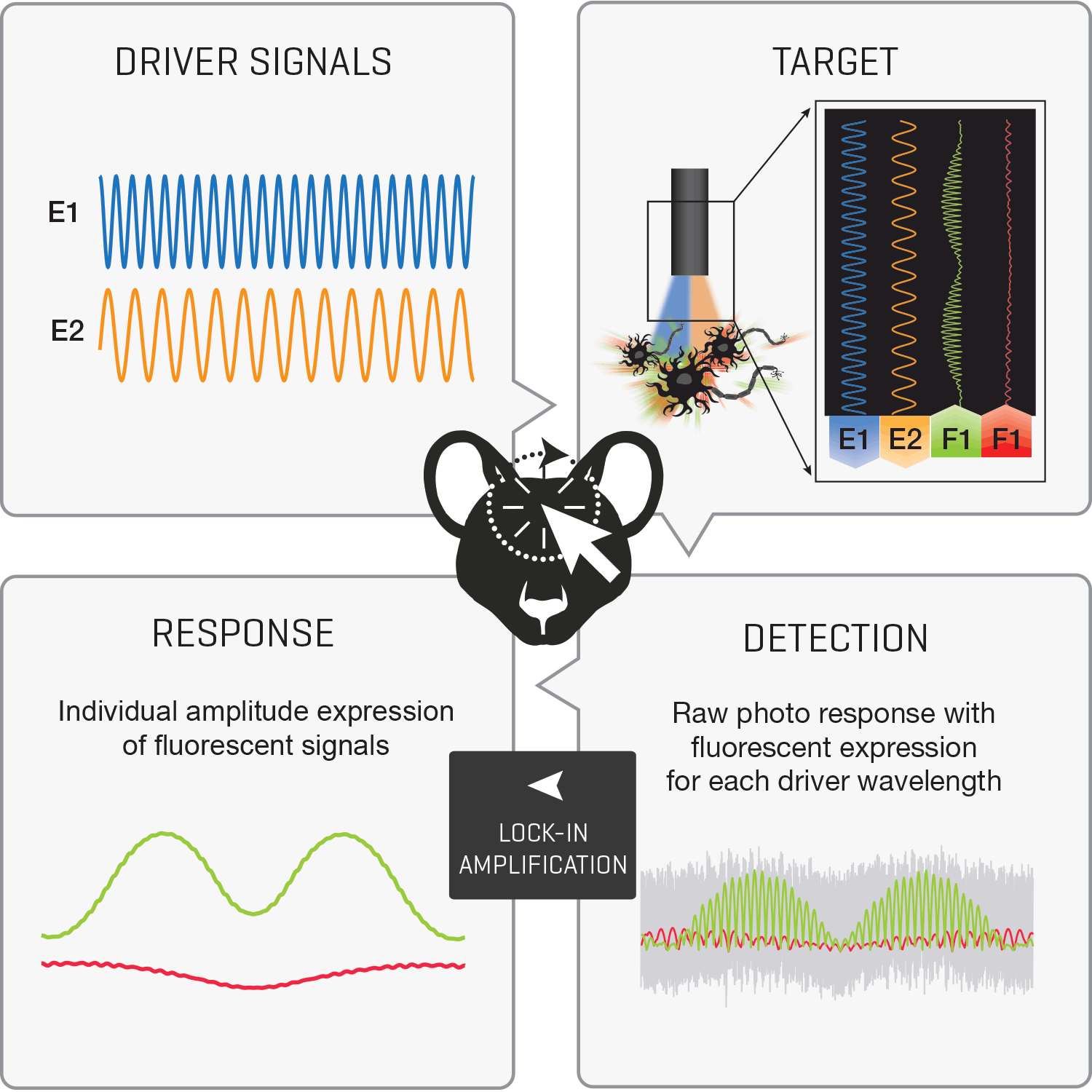 TDT Lock-in Amplification - LED light sources are driven at high
frequencies (200 - 500 Hz) and low-frequency fluorescent responses are
demodulated out of the raw
photostream.