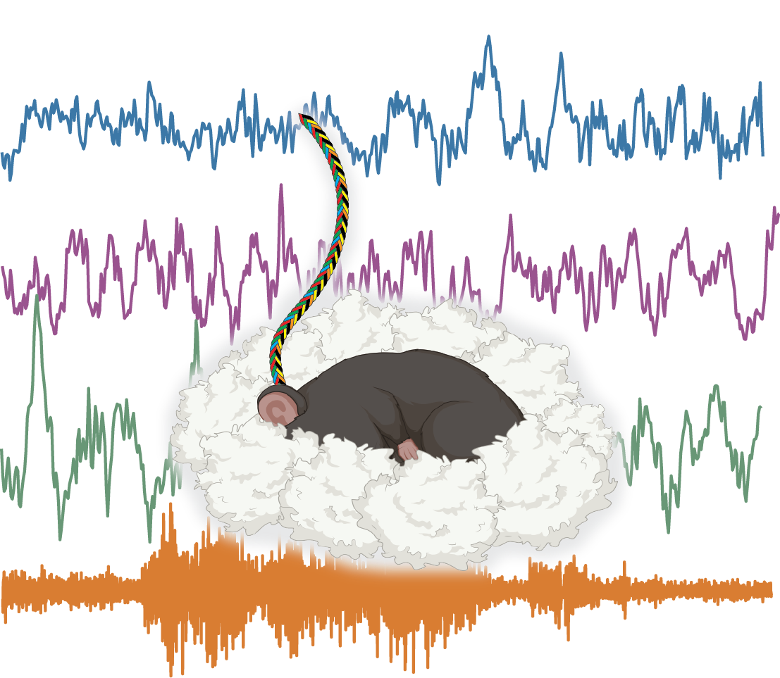 Sleeping Mouse