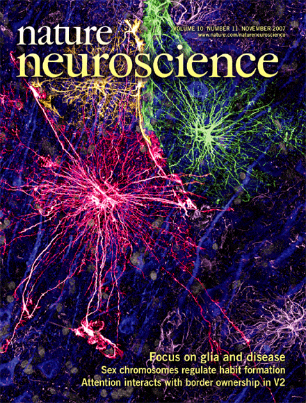 Manipulating critical period closure across different sectors of the primary auditory cortex