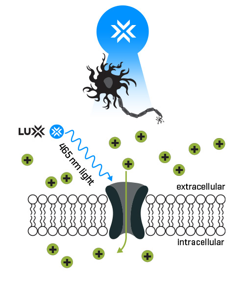 Optogenetics - Channelrhodopsin (ChR2)