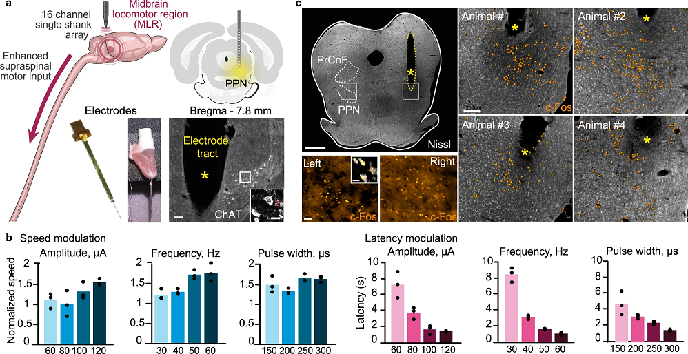 diagram of findings in Nature Magazine using TDT electrophysiology