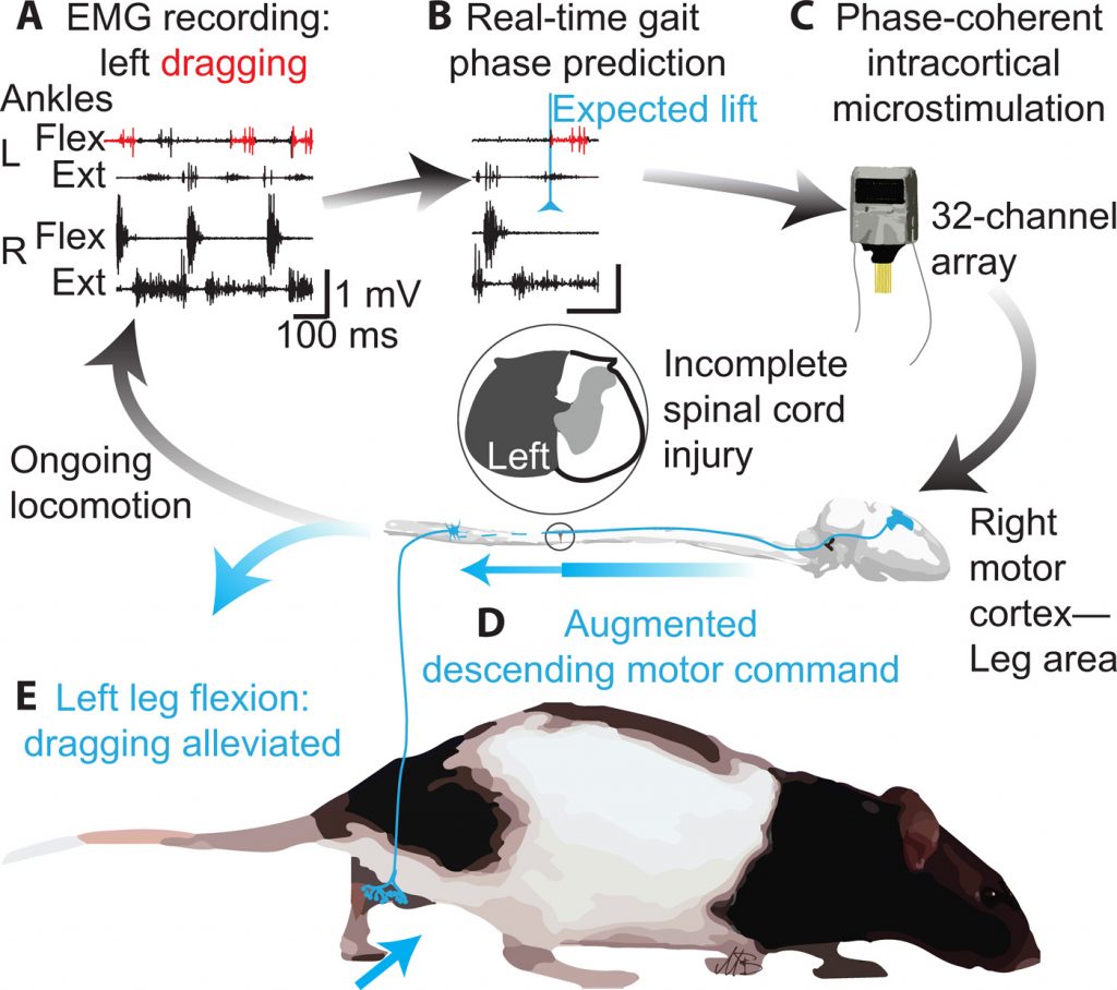 Diagram of findings in Science Magazine using TDT electrophysiology