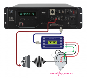 Auditory Presentation - Evoked Response System Connection Map