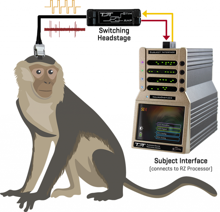 estim diagram with primate