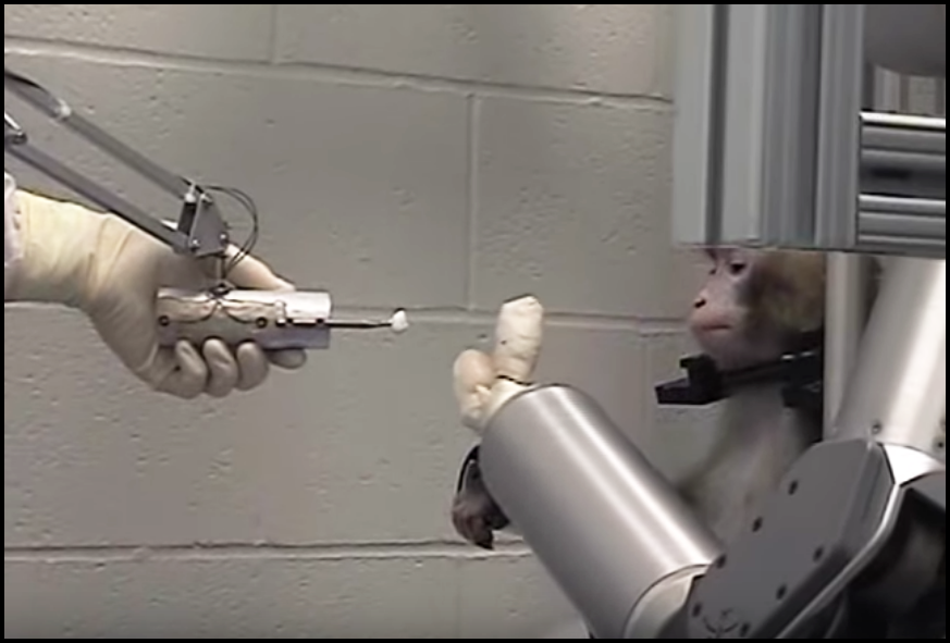 screencap of a monkey feeding itself marshmallows with a robotic arm