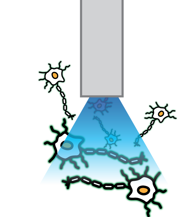 Cartoon of photometry recordings in vivo with optical implant and neurons